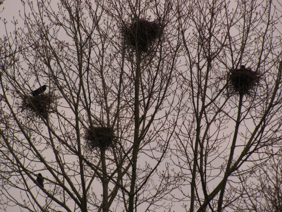 IVN De Oude IJsselstreek Vogelwerkgroep