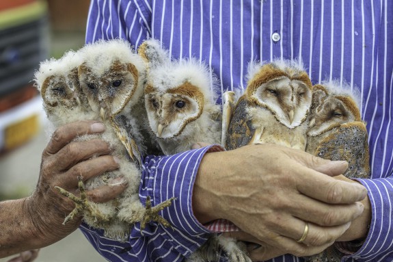 IVN De Oude IJssesltreek Vogelwerkgroep