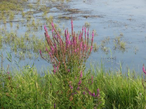 Verslag wandeling Kleine Gelderse Waard op 7 augustus 2022