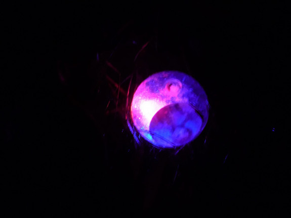 IVN De Oude IJsselstreek - Nacht van de nacht 2021