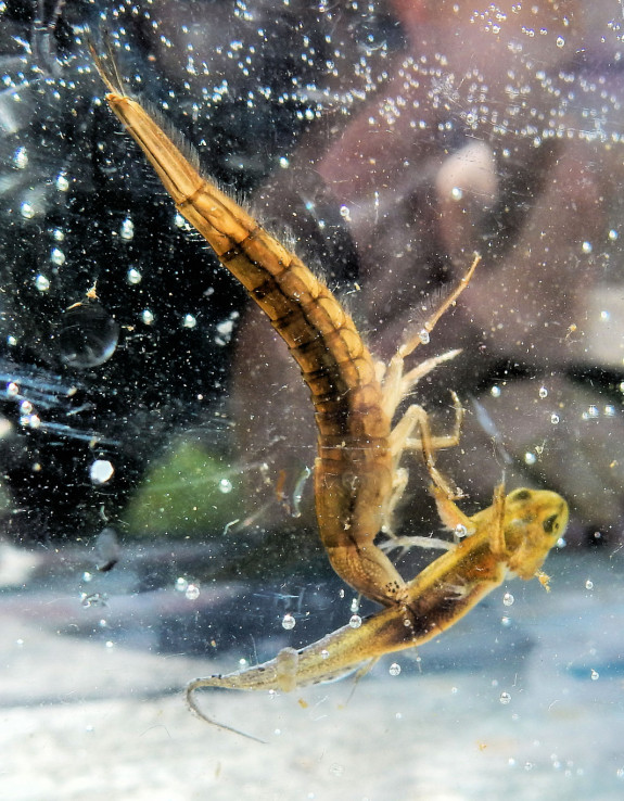 IVN De Oude IJsselstreek Scharrelkids