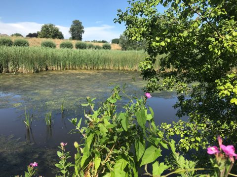 Verslag van de excursie Natuur achter de dijk bij Oud-Zevenaar op zondag 4 september