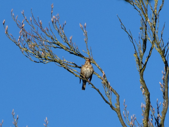 IVN De Oude IJsselstreek Vogelwerkgroep