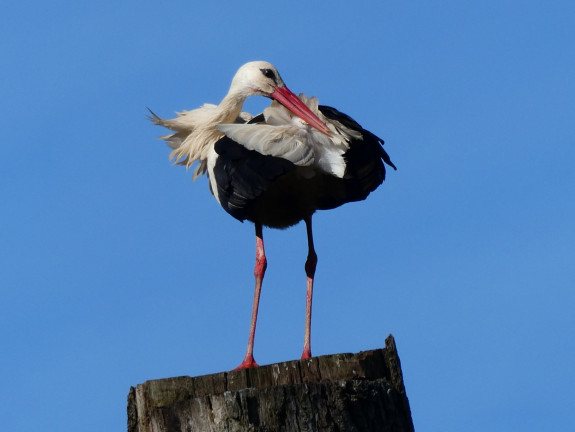 IVN De Oude IJsselstreek Vogelwerkgroep