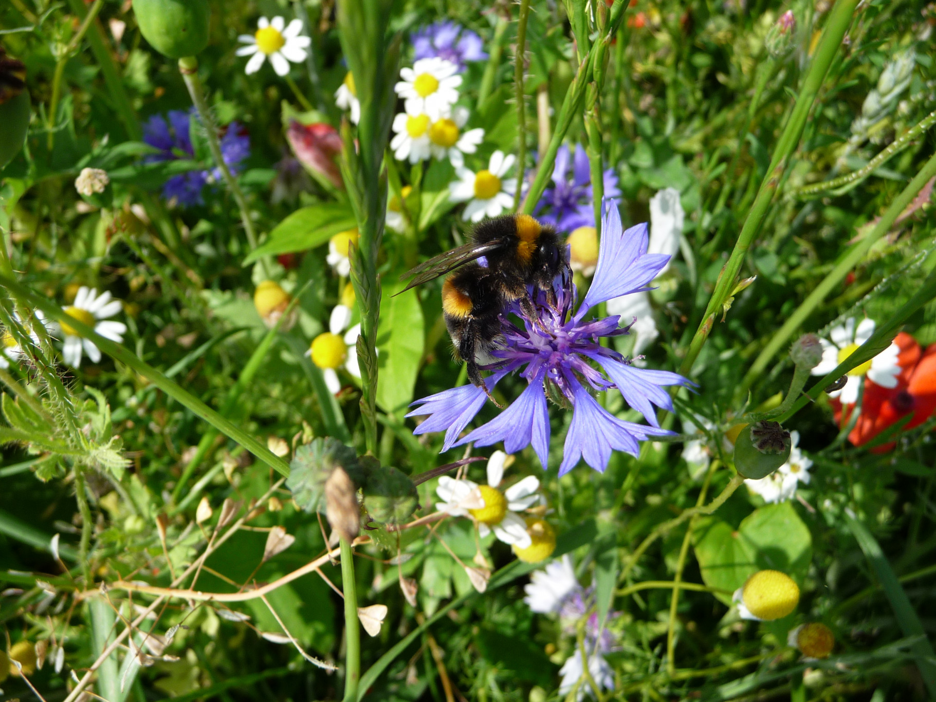 Nieuw spel voor IVN Natuurkoffer en de Zomerkoffer staat weer klaar!