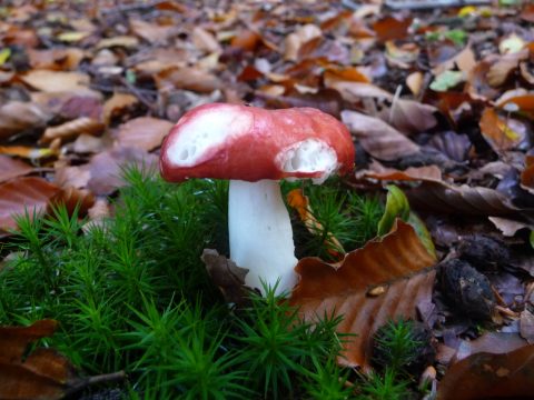 Paddenstoelen zoeken in het Noorderbroek