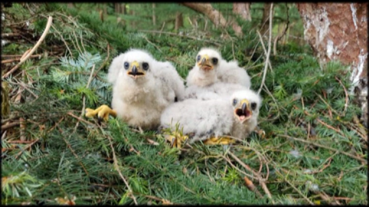 Speciaal voor leden van IVN en KNNV: documentaire over roofvogels