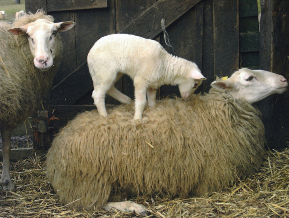IVN De Oude IJsselstreek Natuurkoffer