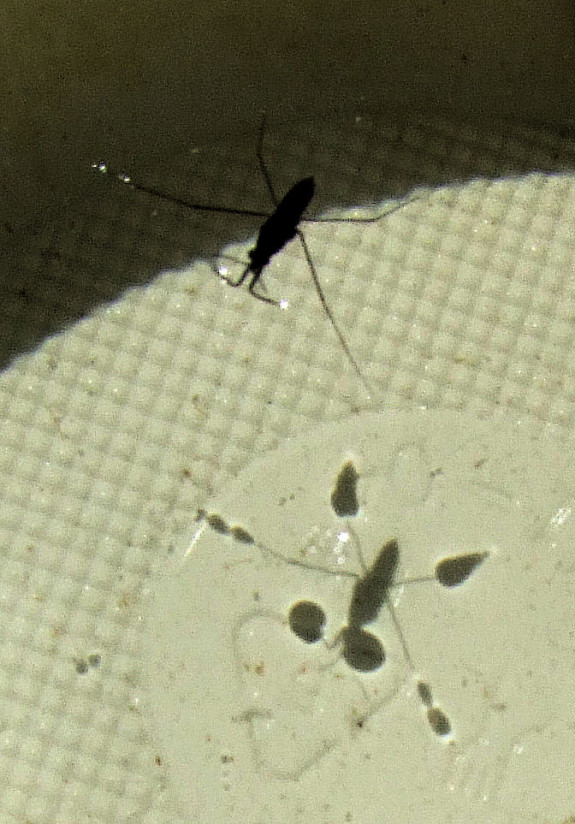 IVN De Oude IJsselstreek 