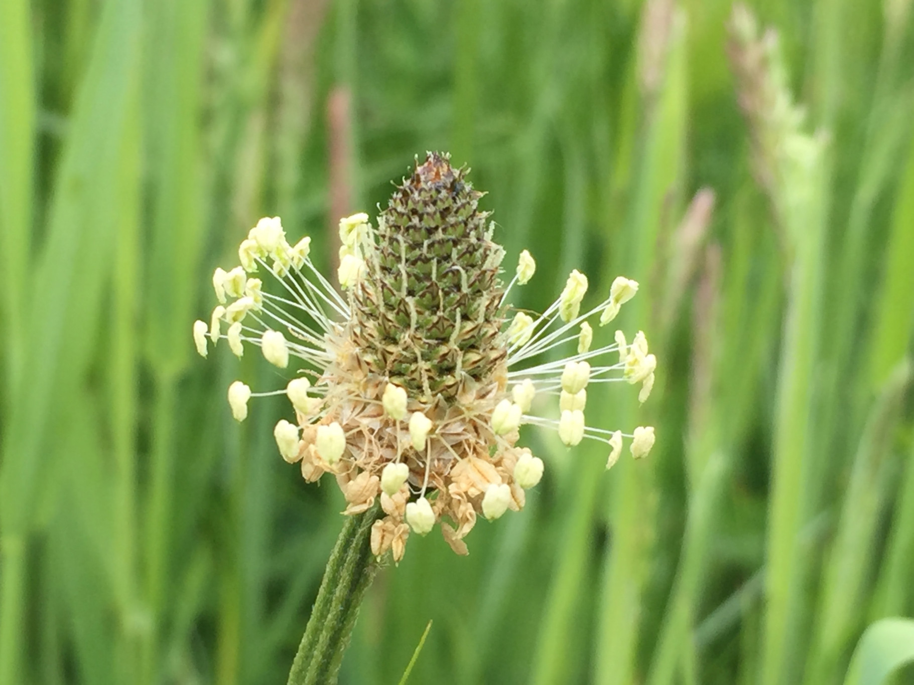 Cursus Wilde zaadplanten Determineren