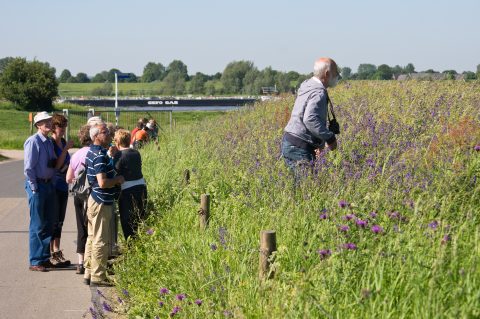 Regiowerkgroep De Liemers excursie bloemen Liemers dijkje - Foto Wilber Thus (header)