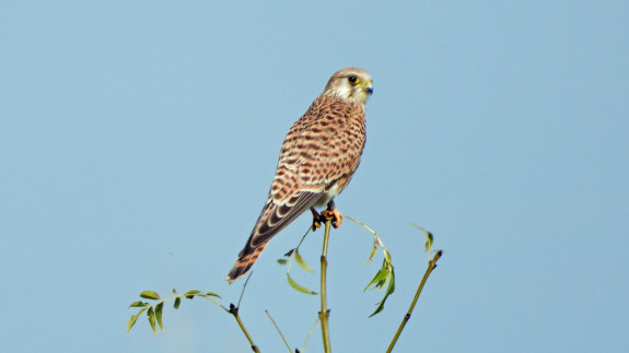 IVN De Oude IJsselstreek 