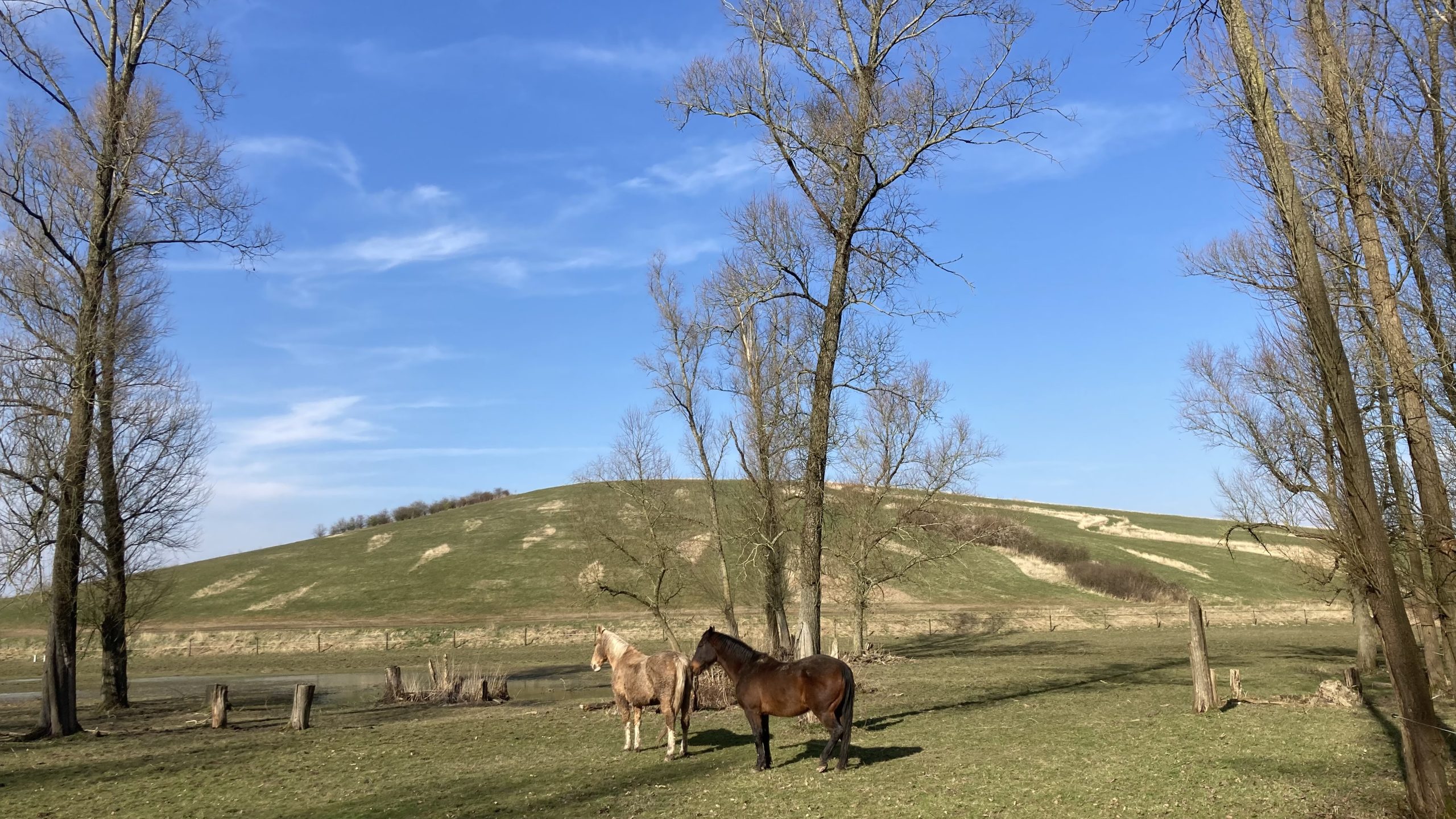 Twee paarden in een grasveld bij kale bomen en een heuvel onder een blauwe lucht.
