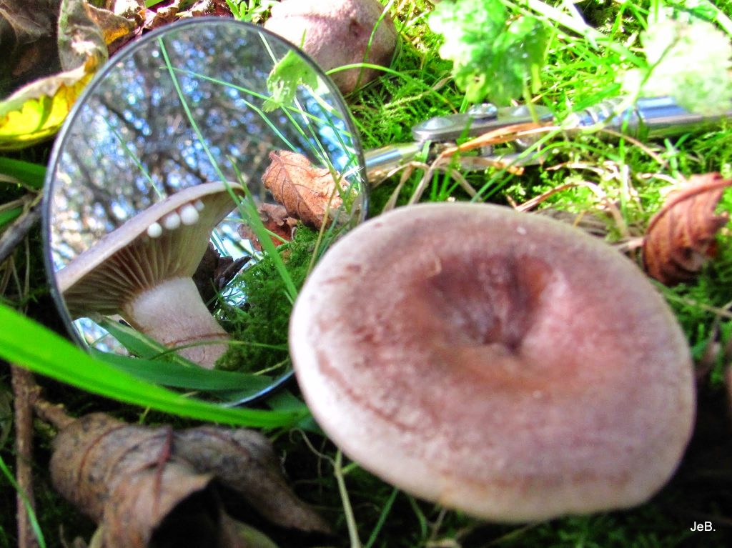 Met spiegeltje onder paddenstoel kijken.