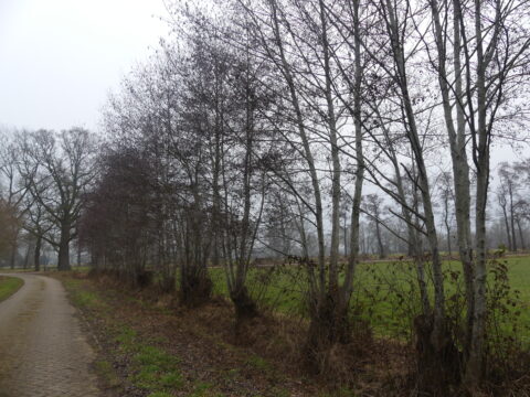 Boomrijke laan langs een fietspad met grasveld en kale bomen op een bewolkte dag.