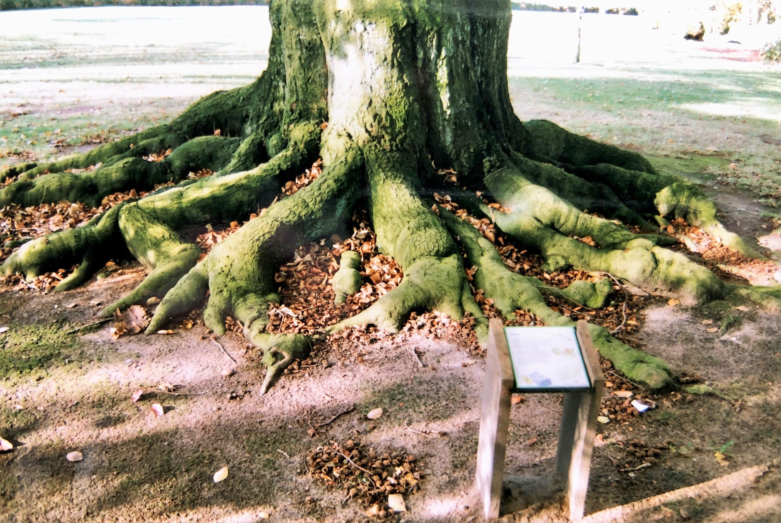 Arboretum Ruimzicht