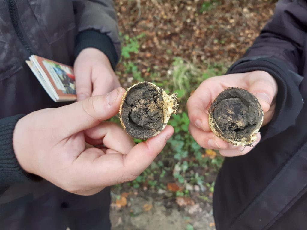 Opengesneden aardappelbovist