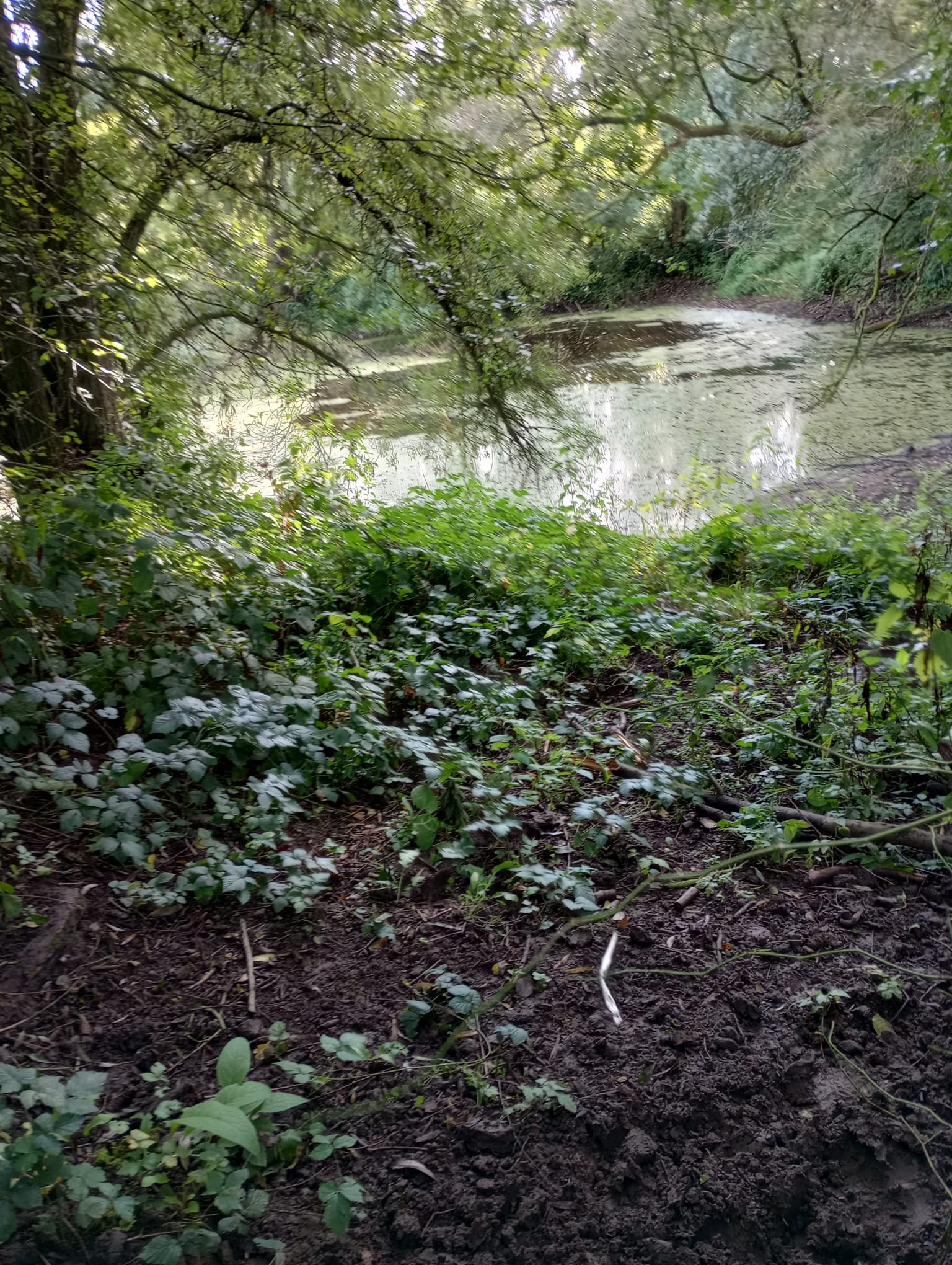 Boomrijke omgeving met dicht struikgewas, uitkijkend over een vijver onder een bladerdak.