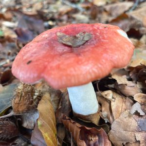 Braakrussula