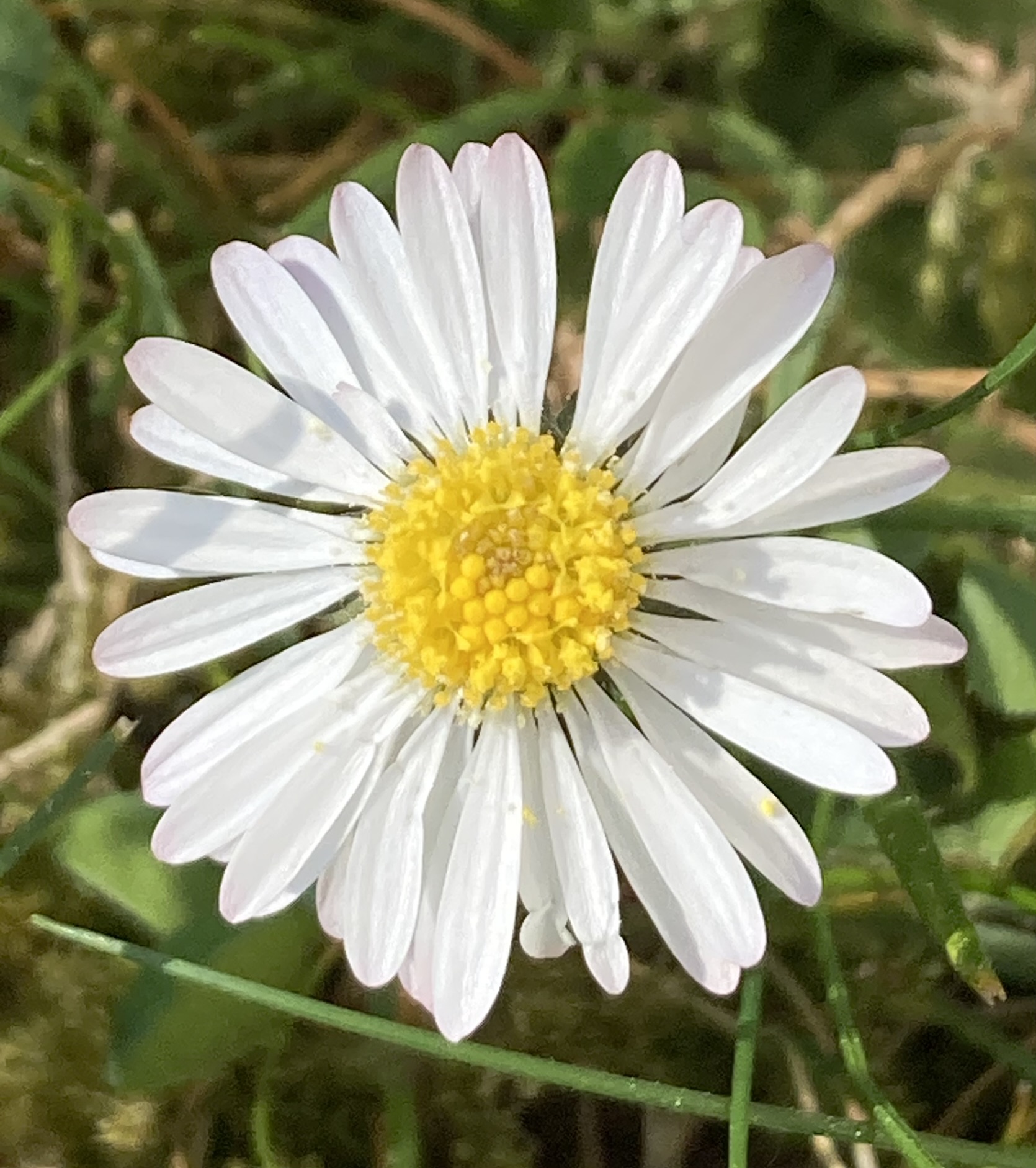 Witte margriet met gele kern, omgeven door groene bladeren.
