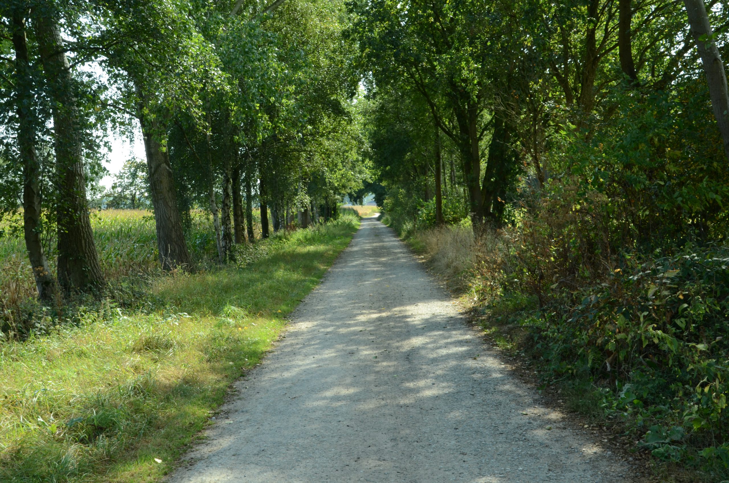 Een bosweg met bomenrij aan beide zijden onder een zonnige hemel.
