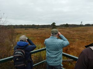 Vanaf uitkijktoren Wooldse Veen