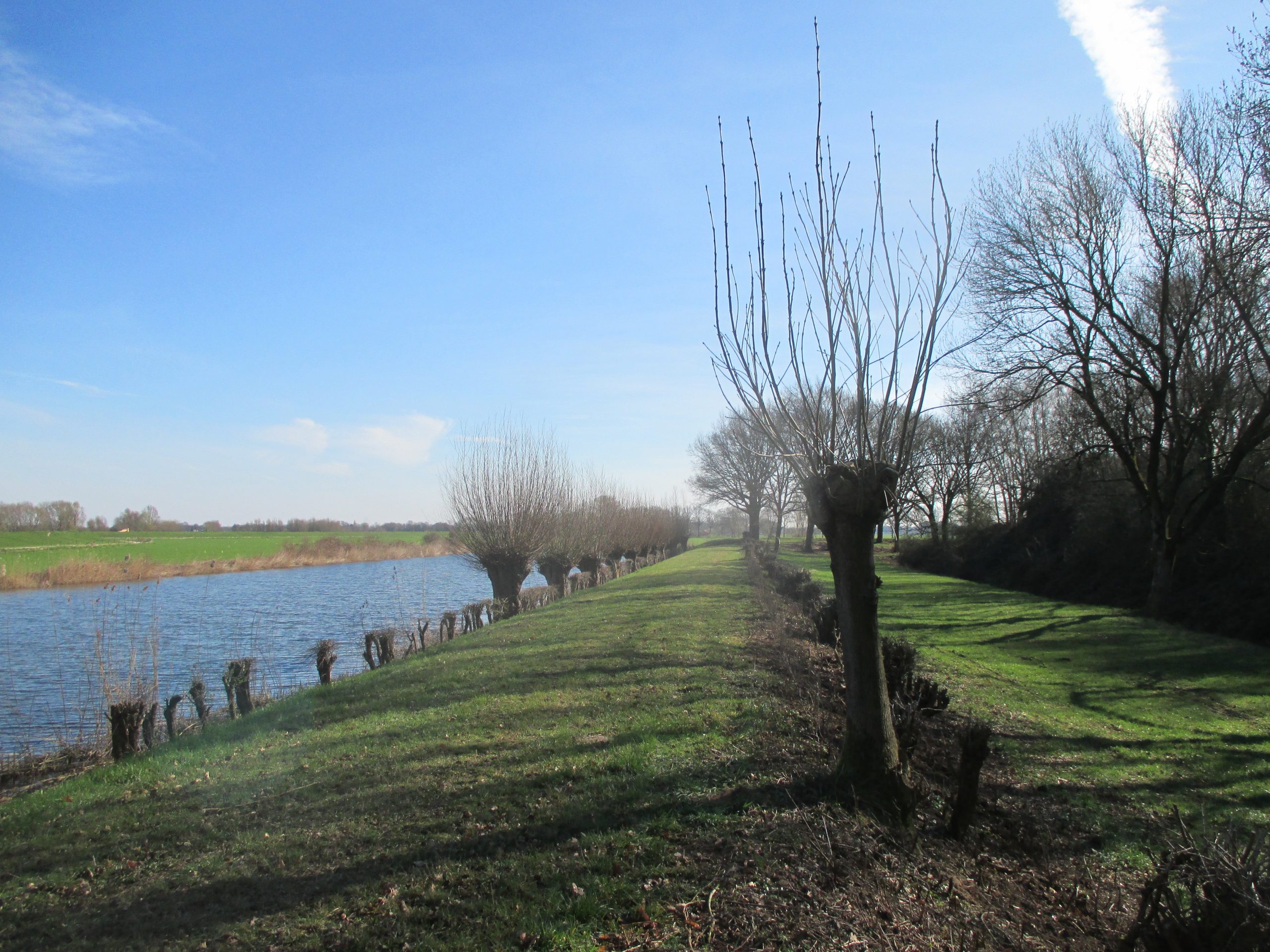 Knotwilgen langs een dijk met gras, naast een rivier onder een blauwe lucht.