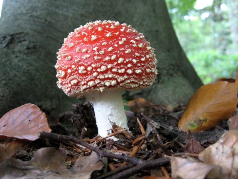 Vliegenzwam Anholtse Broek