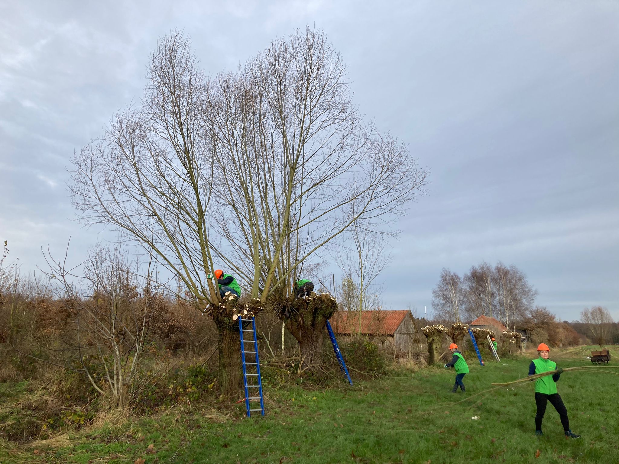 Mensen snoeien wilgenbomen op een groen veld met ladders en gereedschap.