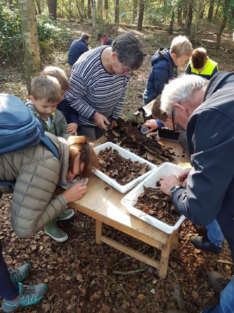 Mensen onderzoeken bladeren in bakken in een bosomgeving.