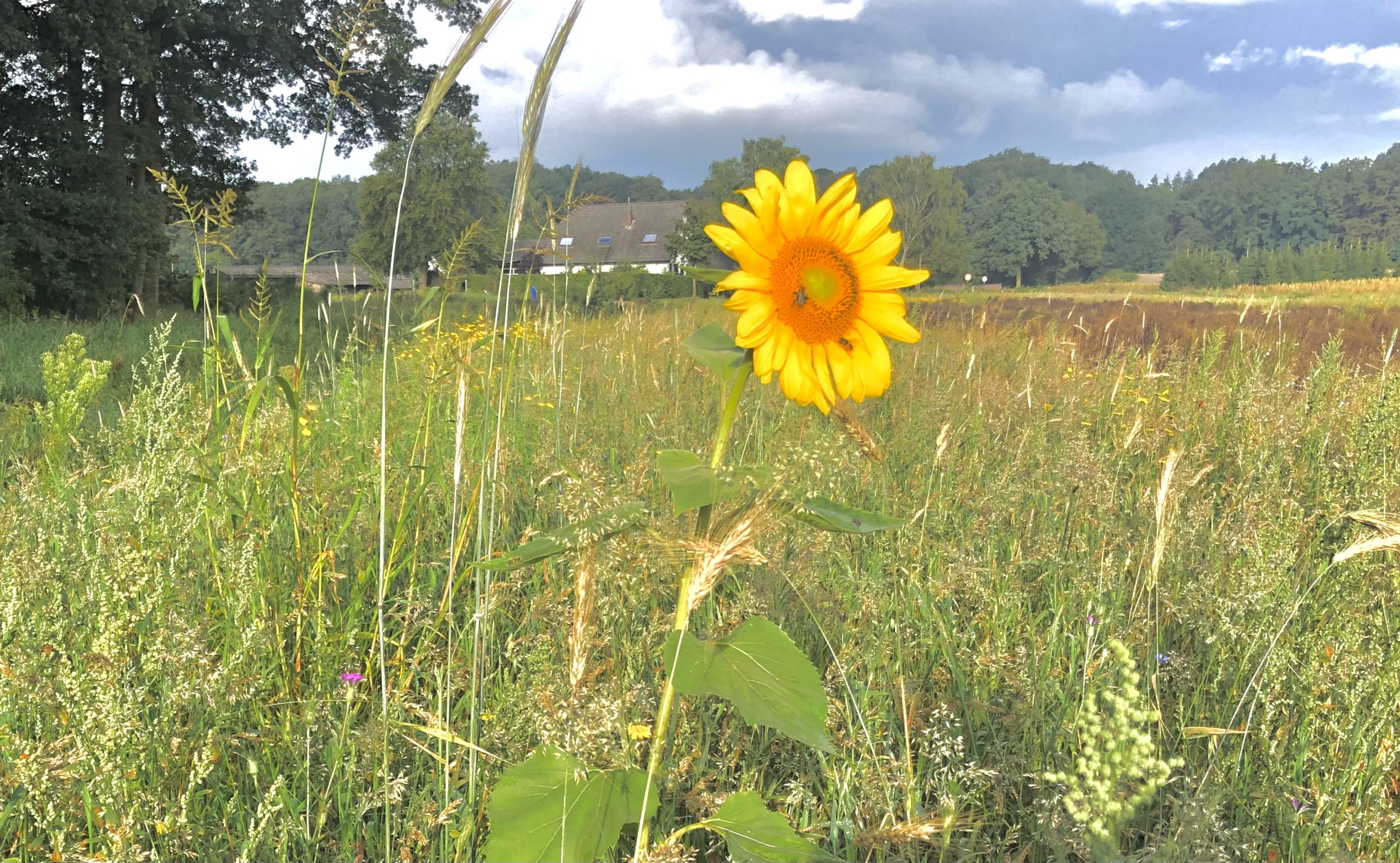 Zonnebloem in een groen veld met bomen en een huis op de achtergrond onder een bewolkte hemel.