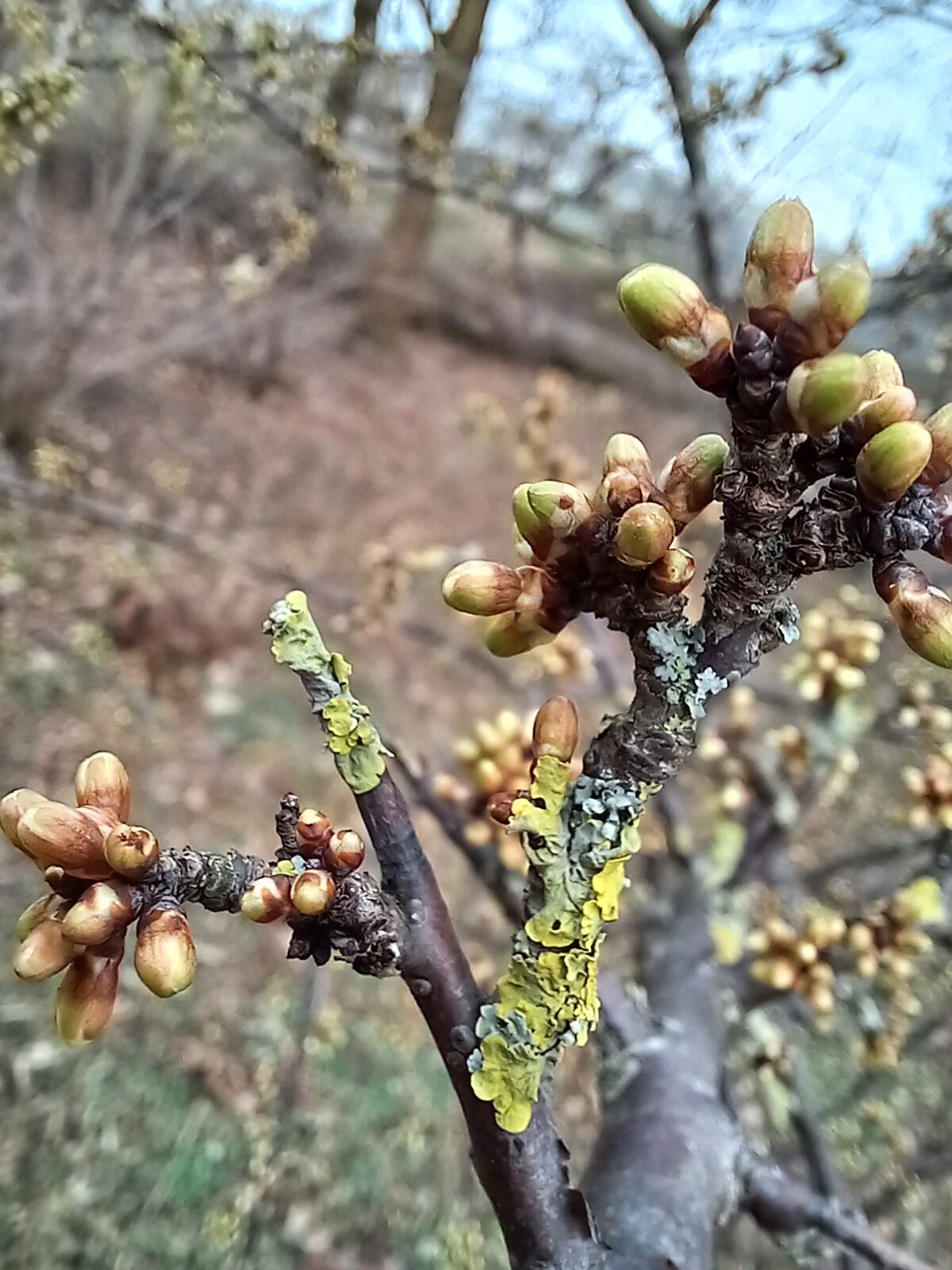Tak met knoppen en geel korstmos tegen een onscherpe bosachtige achtergrond.