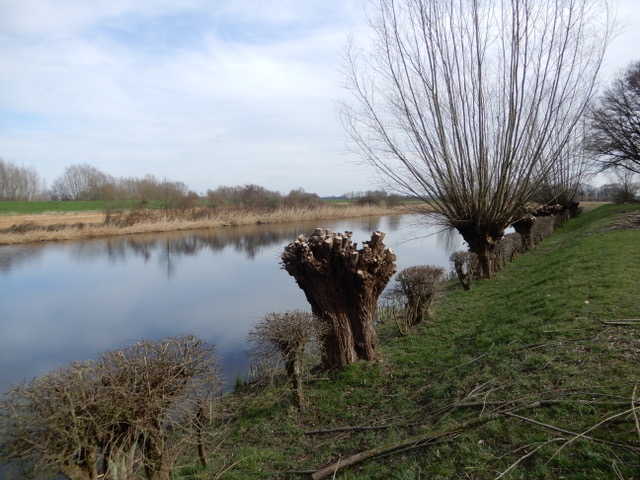 Boomstompen en wilgen langs een rivier in een groen landschap onder een bewolkte hemel.
