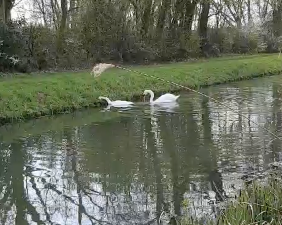 Twee zwanen zwemmen in een smalle, boomomzoomde sloot.