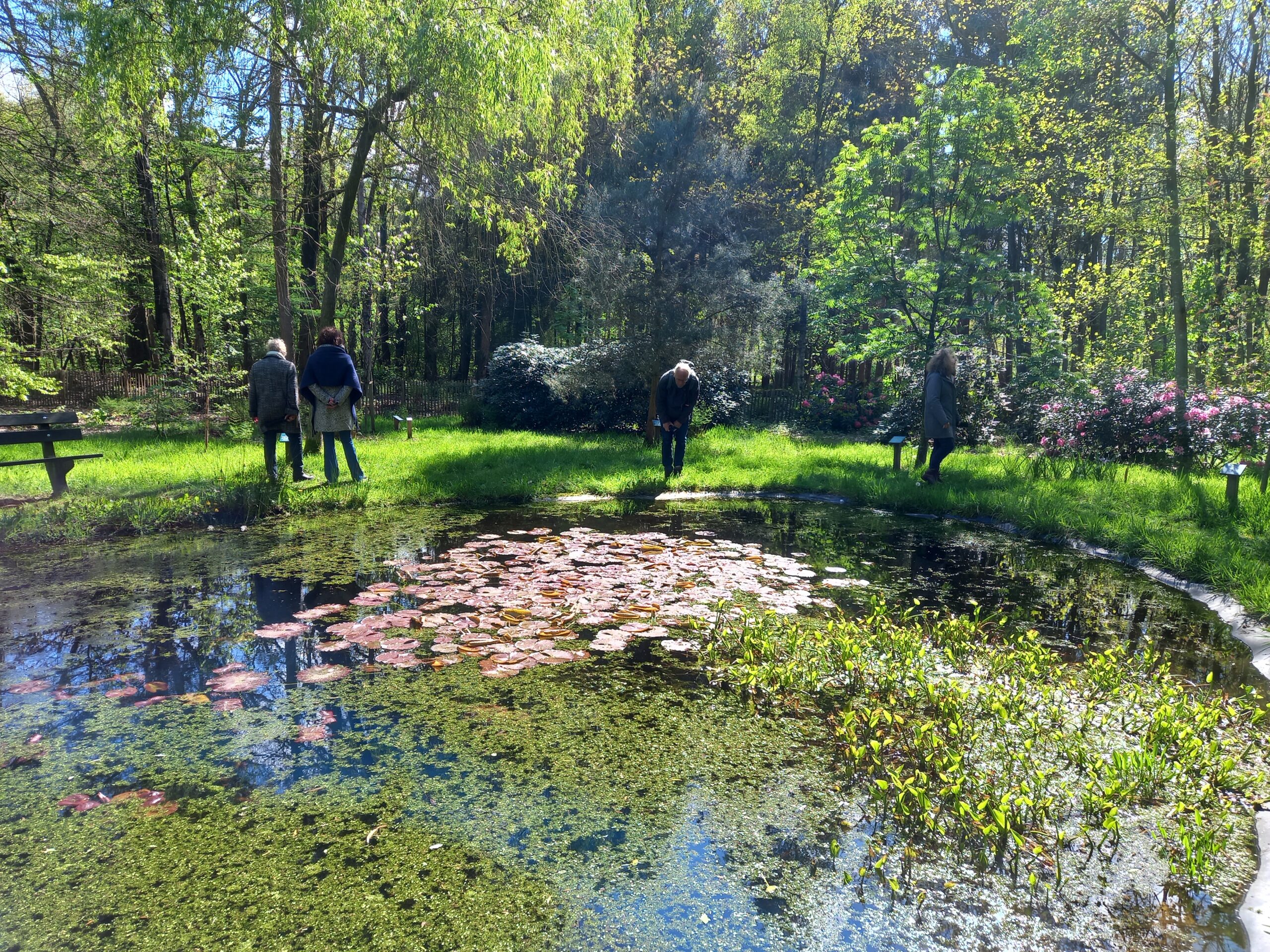 Mensen wandelen rond een vijver met waterlelies in een zonnig bosrijke omgeving.