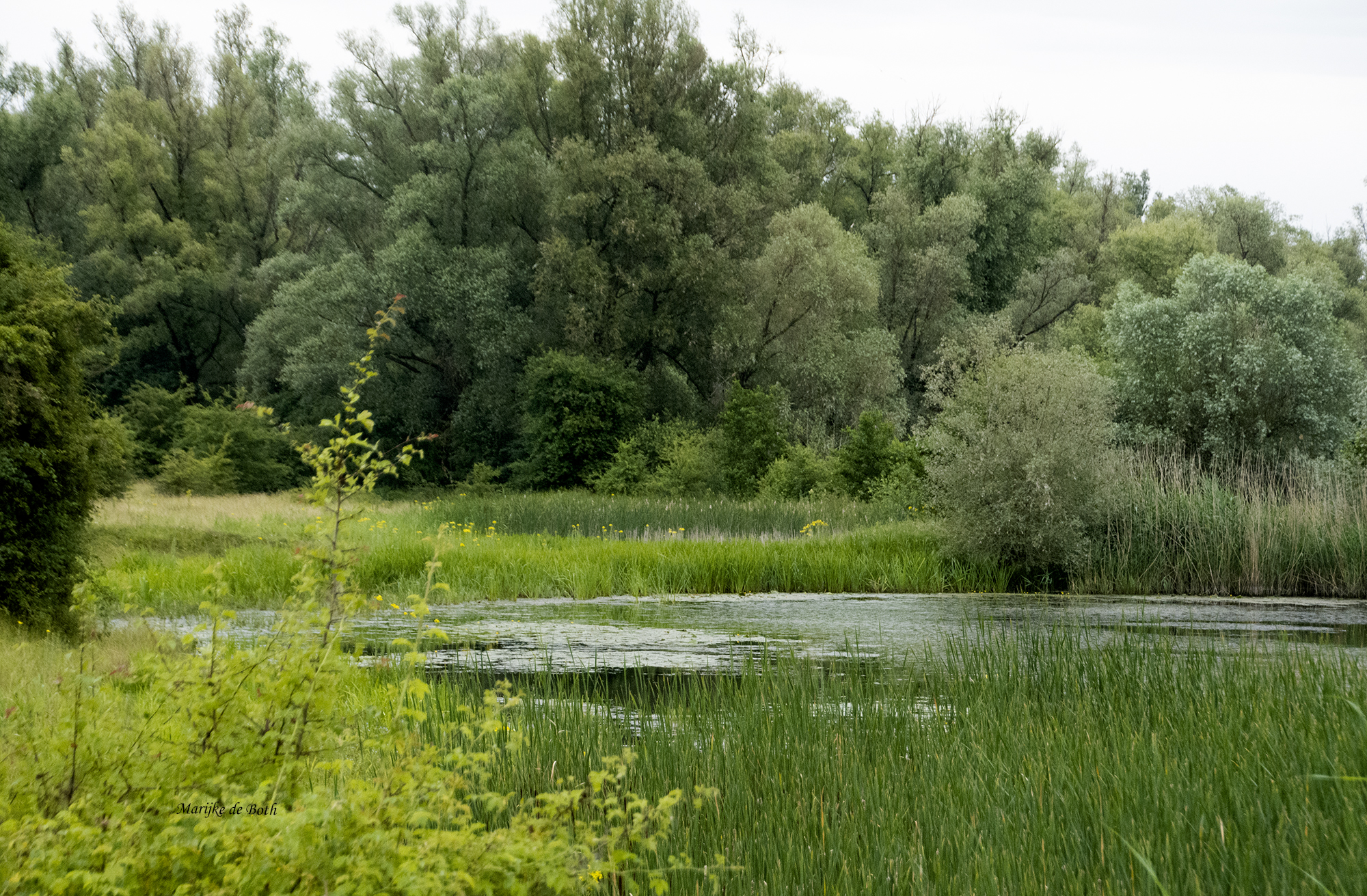 Groen landschap met bomen, gras en een kleine vijver onder een bewolkte hemel.