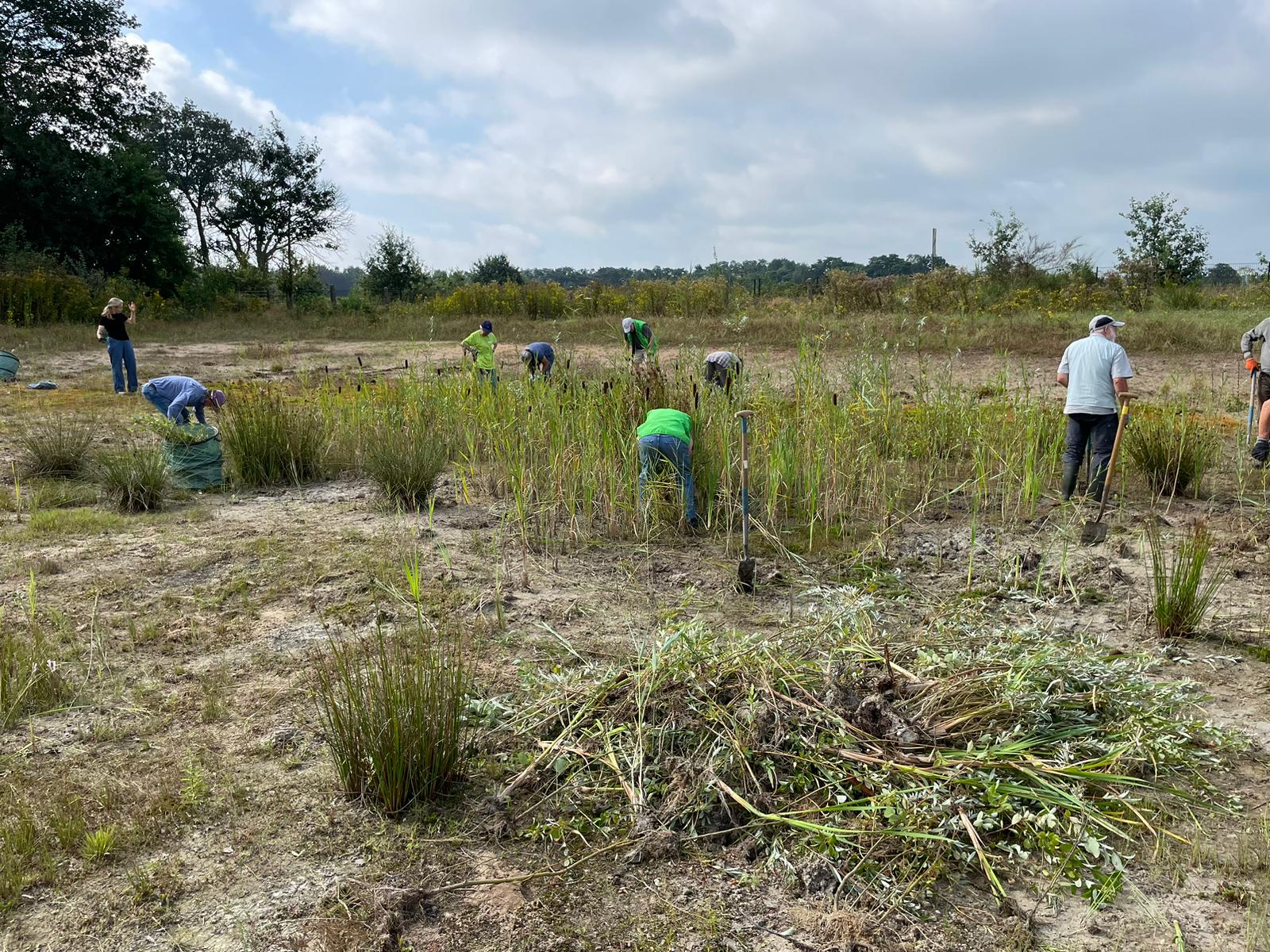 Mensen werken op een open veld, bezig met wieden of onderhouden van planten in een natuurlijke omgeving.