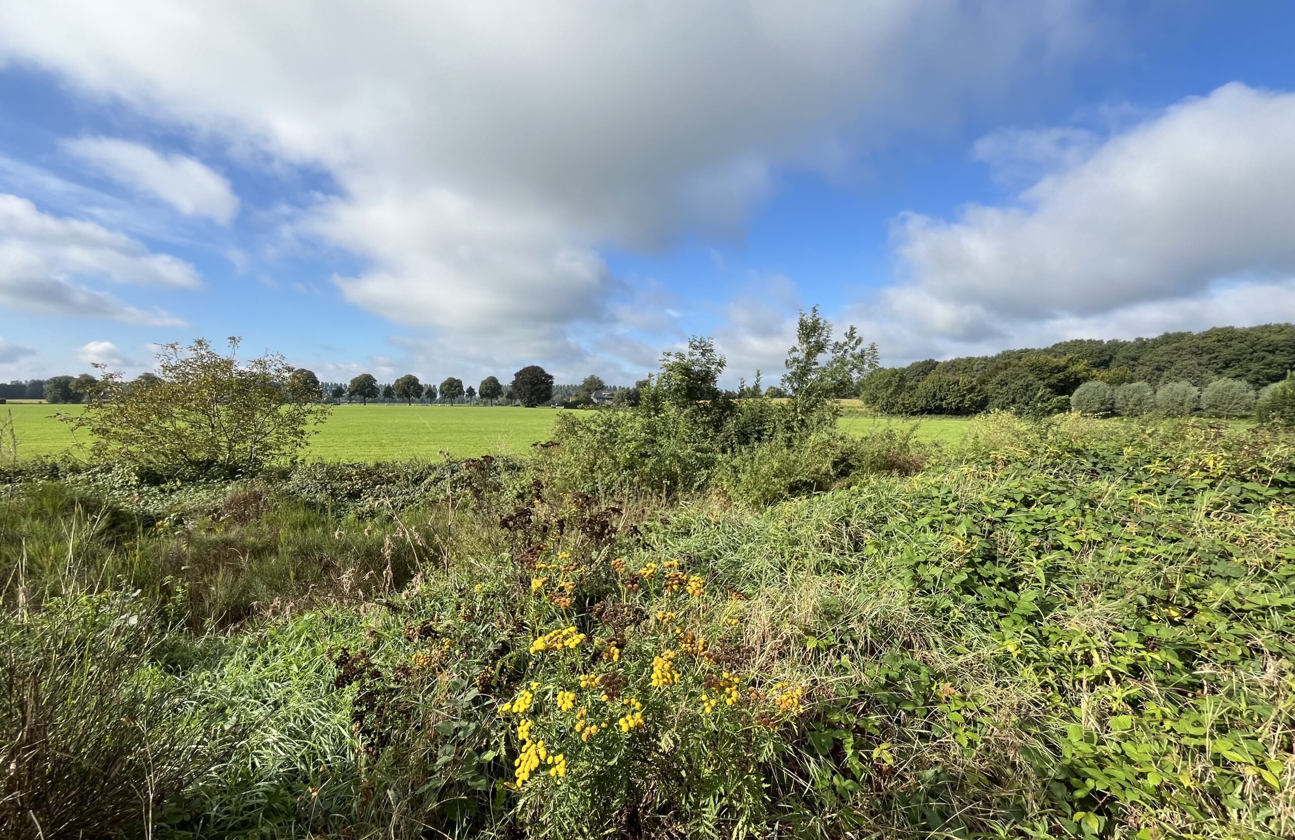 Groene weide met gele bloemen, omgeven door struiken; op de achtergrond bomen onder een blauwe hemel.
