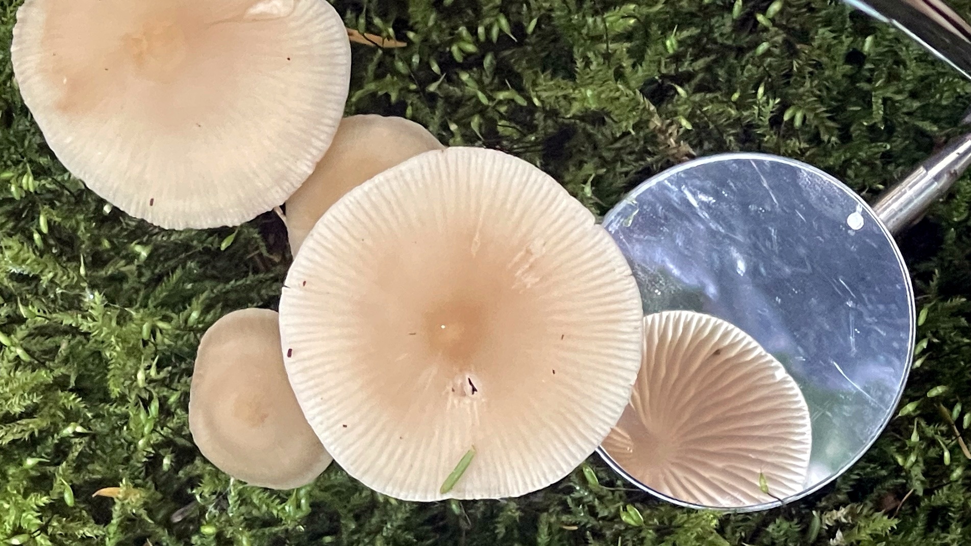 Paddenstoelen Anholtse Broek