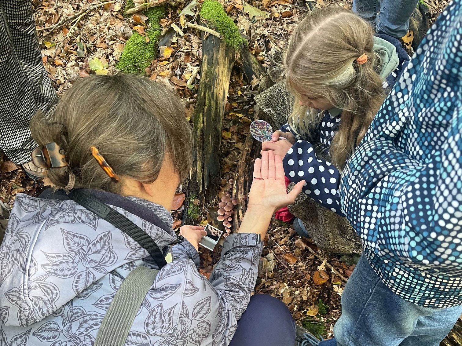 Kijken naar bloedsteelmycena