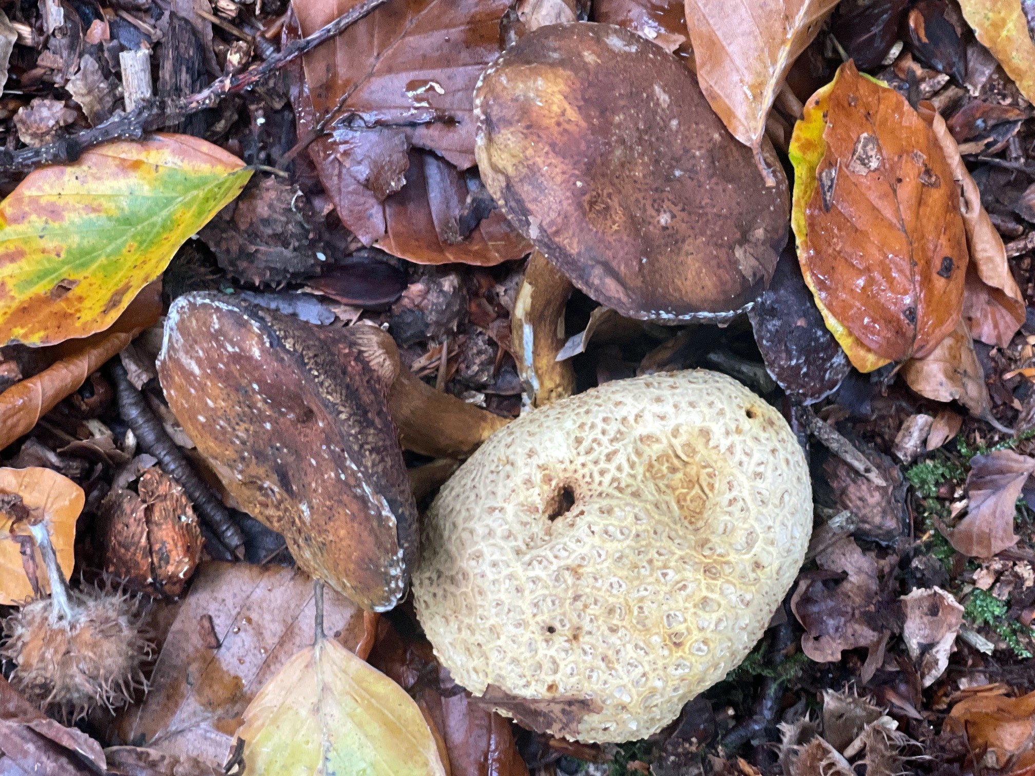 Kosstgangerboleten op aardappelbovist