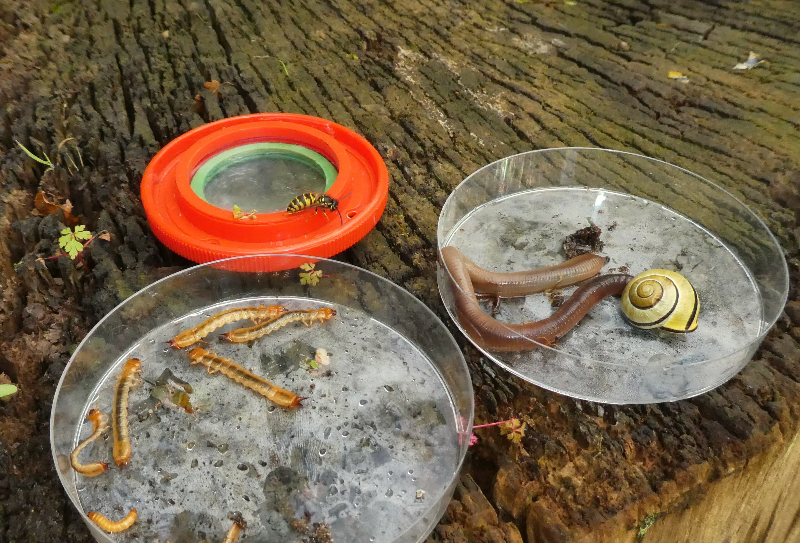 Petrischaaltjes op een boomstam met insecten, regenwormen en een slak; rode loep ligt erbij.