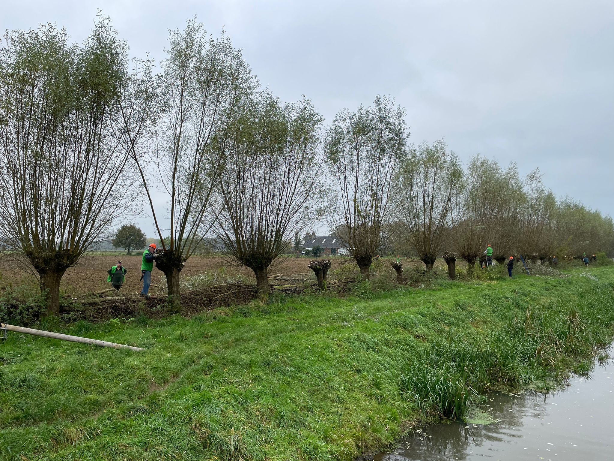 Mensen snoeien wilgen langs een sloot in een groen landschap.