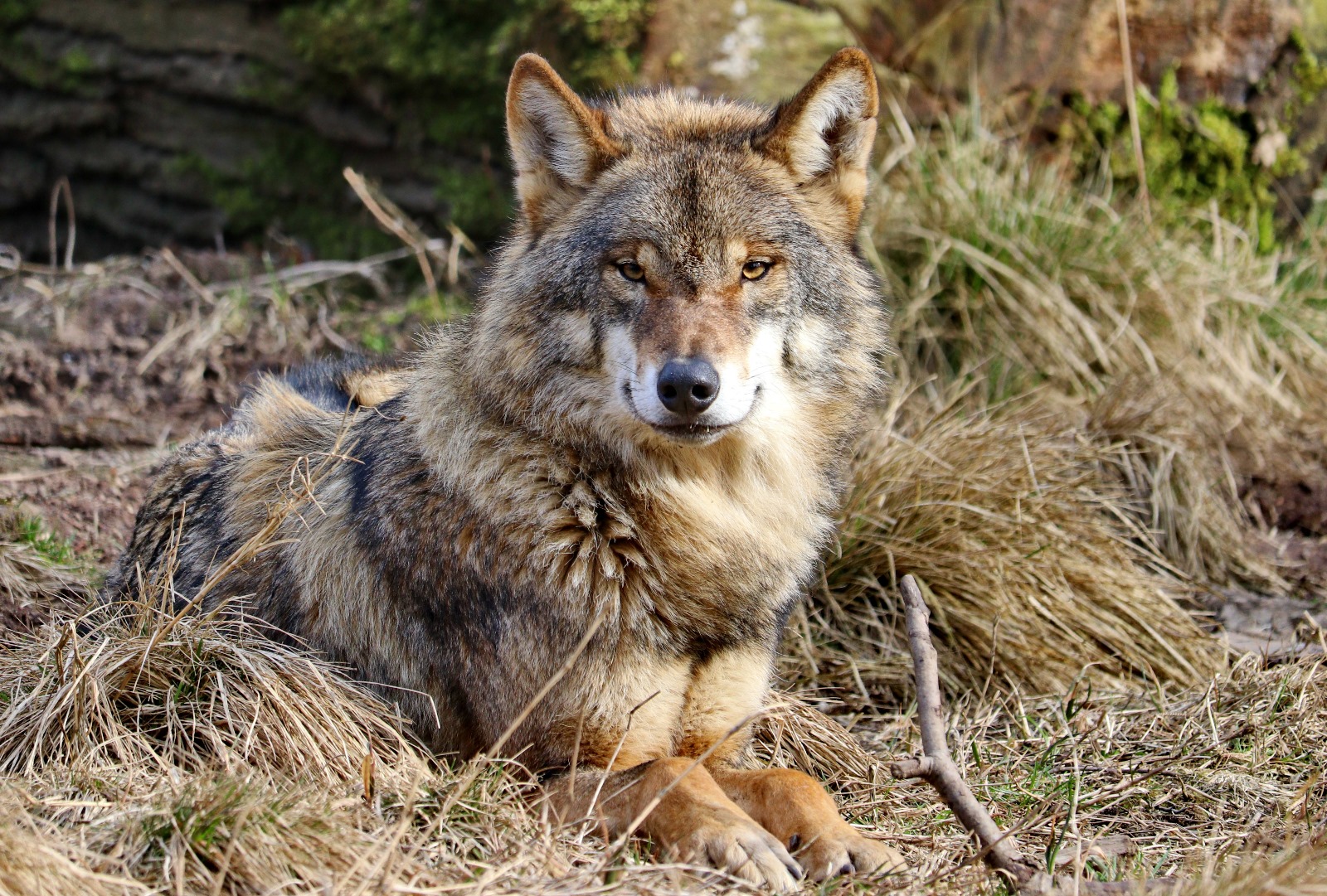 Wolf liggend op gras, omgeven door droog gras en takken, kijkt recht in de camera.