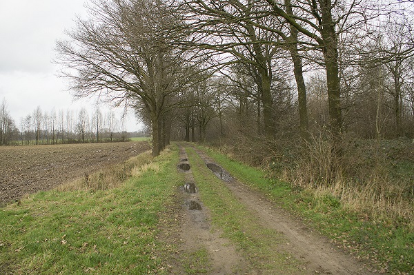Landelijke modderweg met plassen, omzoomd door kale bomen naast akkergrond in een winterse sfeer.
