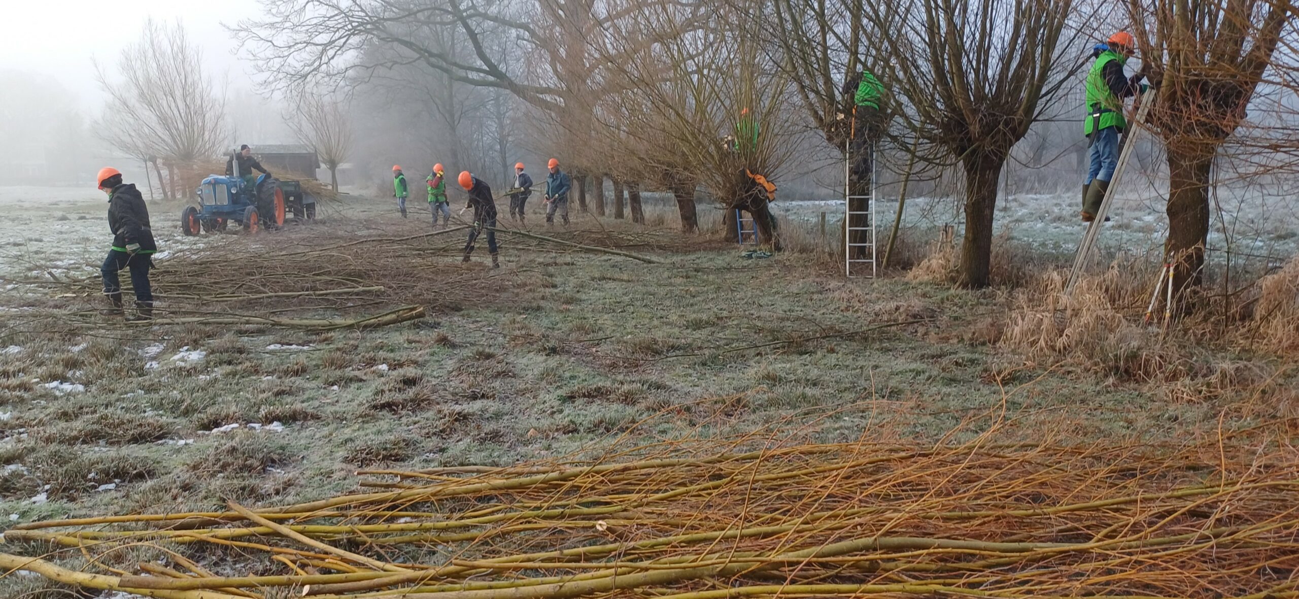 Mensen snoeien wilgen in een mistig landschap, takken op de grond, tractor op de achtergrond.