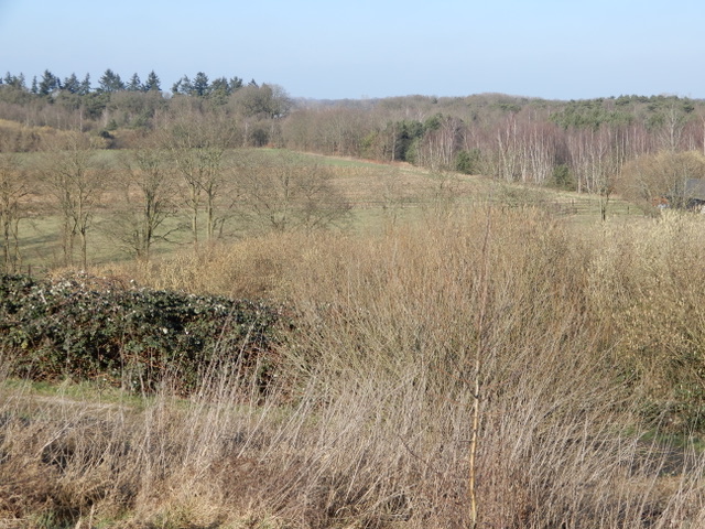Heuvelachtig landschap met kale bomen en struiken onder een blauwe lucht.