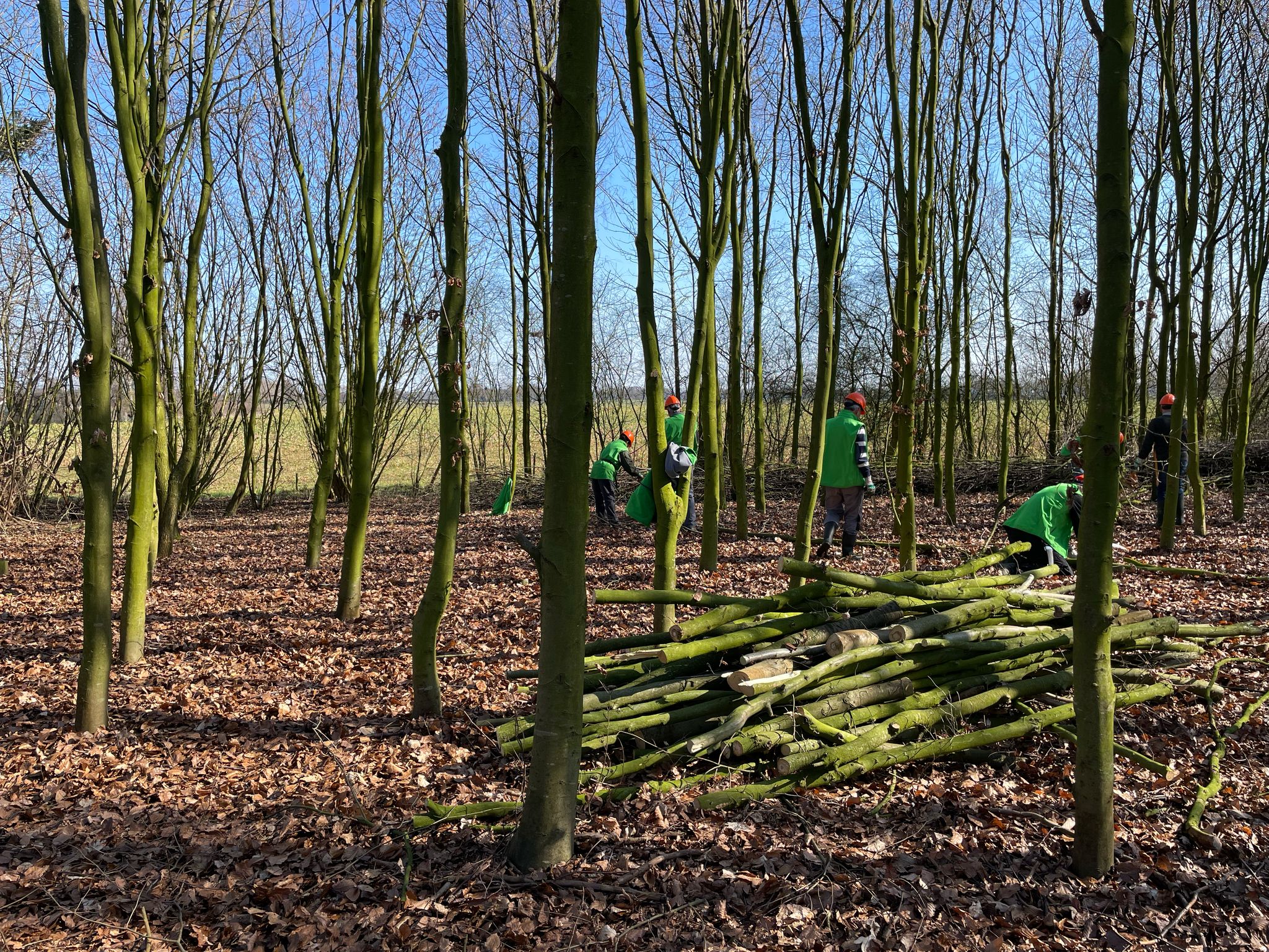 Vrijwilligers verzamelen takken in een winterbos met kale bomen en een heldere hemel.