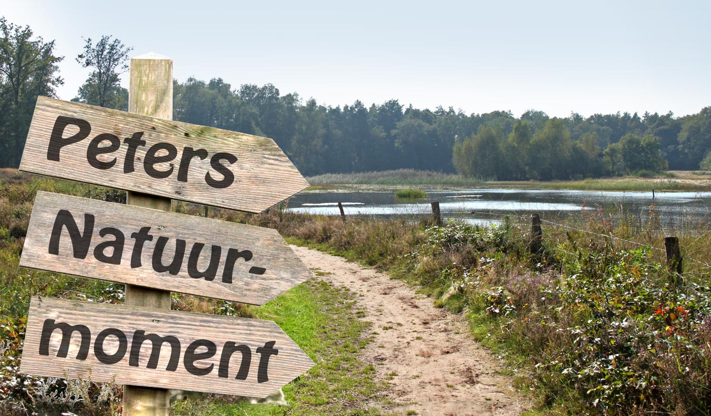 Wegwijzer bij een natuurpad naast een meer met bos op de achtergrond.