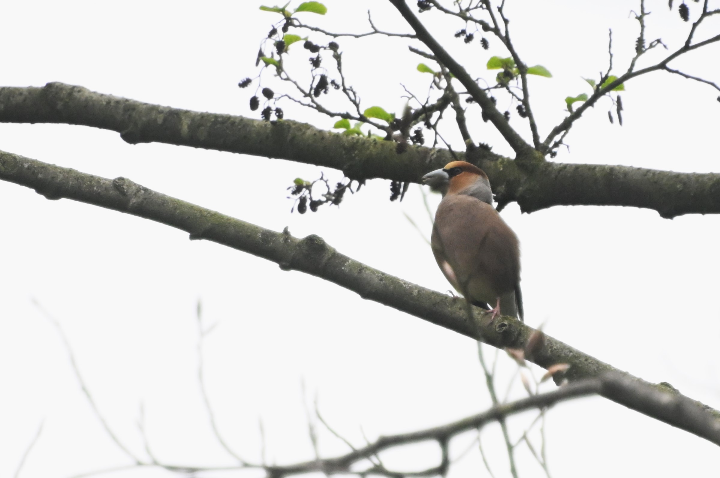 Vogel zit op boomtak met enkele groene bladeren en zwarte bessen tegen een heldere lucht.